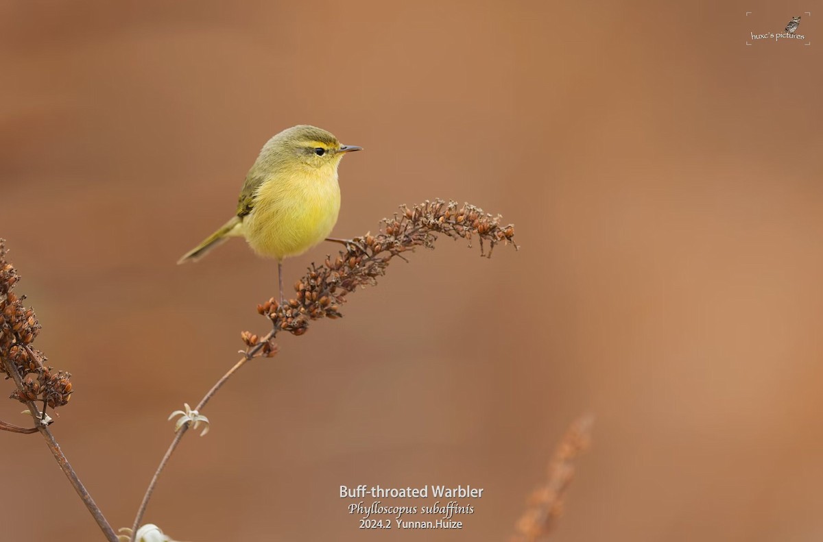 Buff-throated Warbler - ML617912934