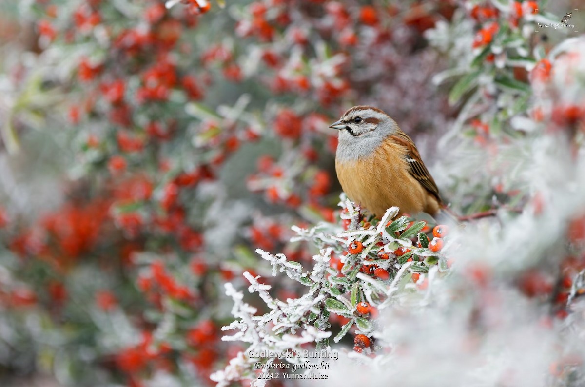 Godlewski's Bunting - ML617912936