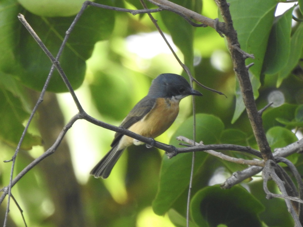 Vanikoro Flycatcher - ML617912951