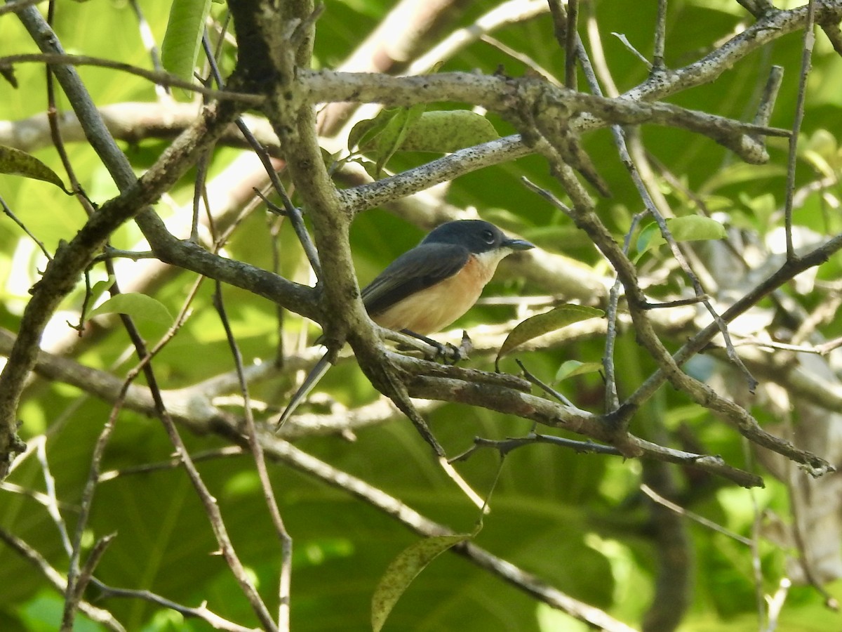 Vanikoro Flycatcher - ML617912952