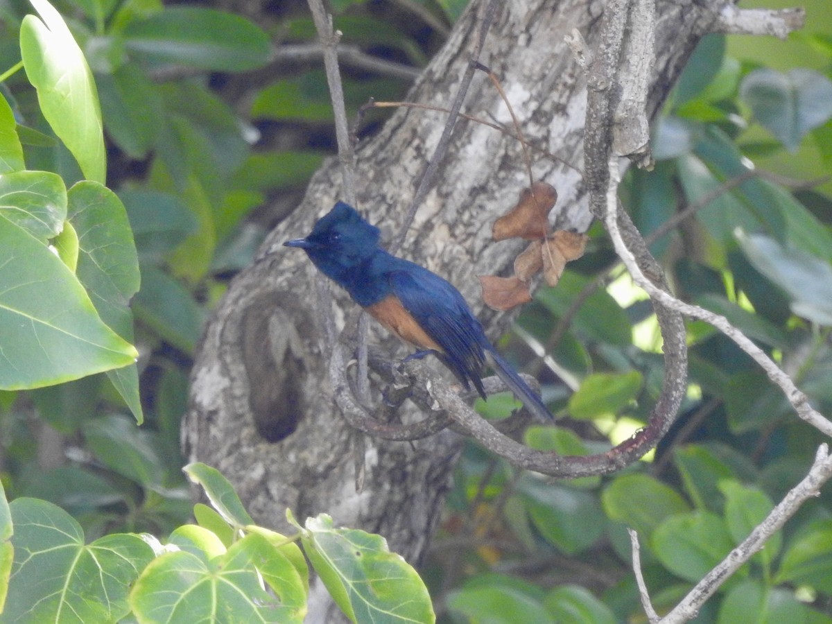 Vanikoro Flycatcher - ML617912954