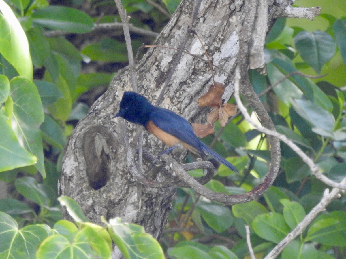 Vanikoro Flycatcher - ML617912955