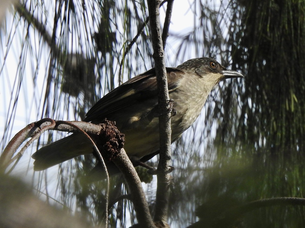 Polynesian Starling - ML617912965