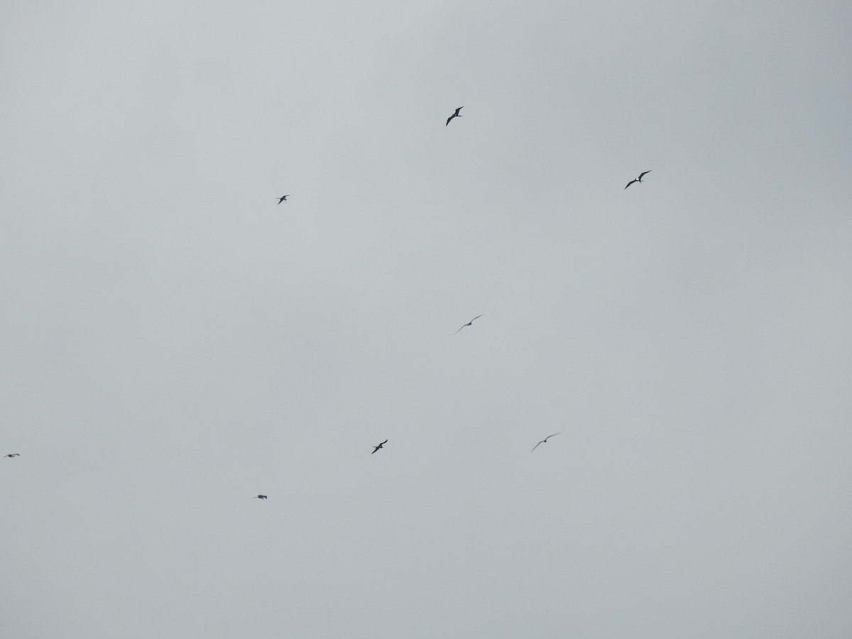 frigatebird sp. - ML617913002