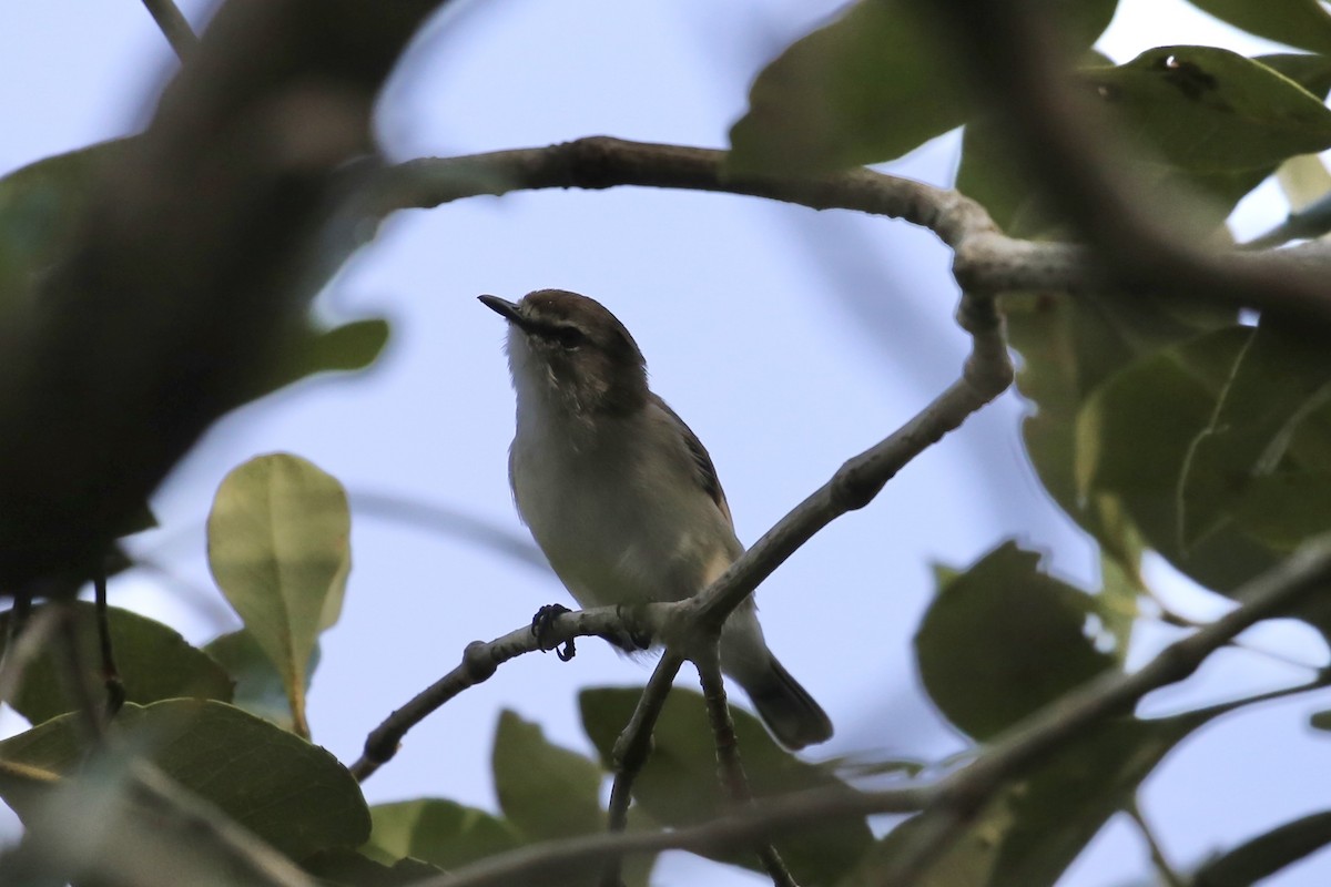 Mangrove Gerygone - ML617913027