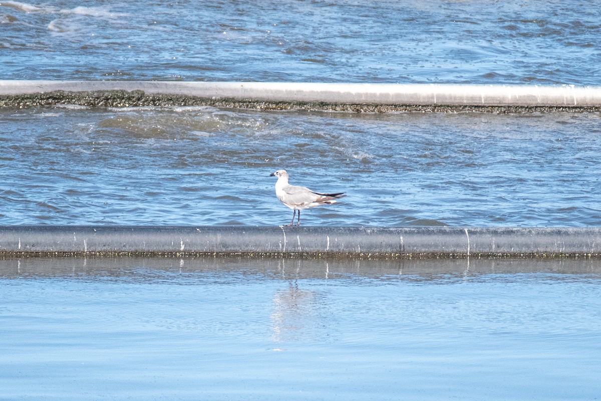 Mouette atricille - ML617913043