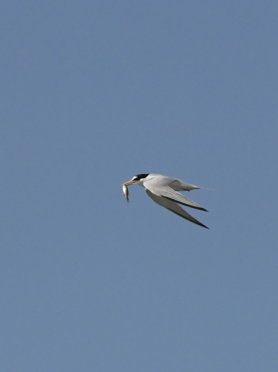 Least Tern - ML617913051