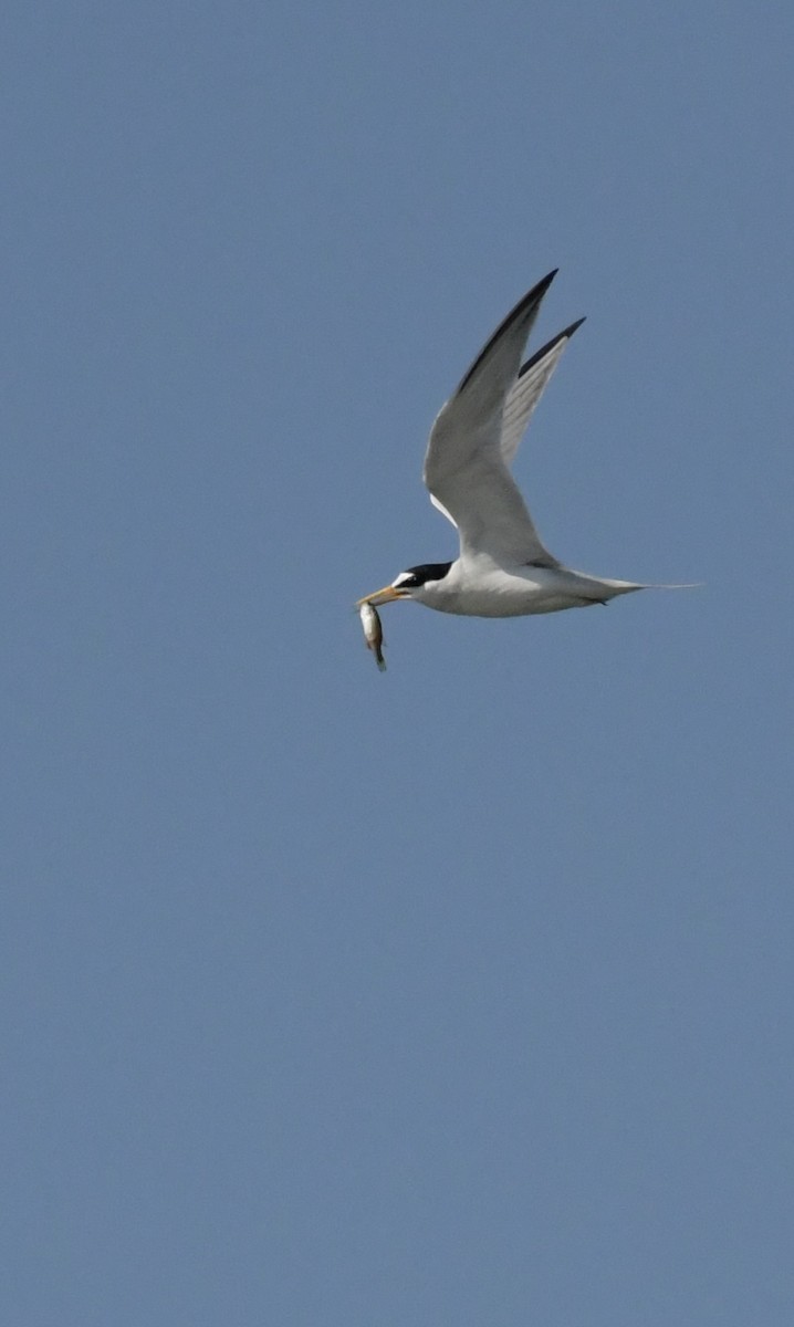 Least Tern - ML617913052