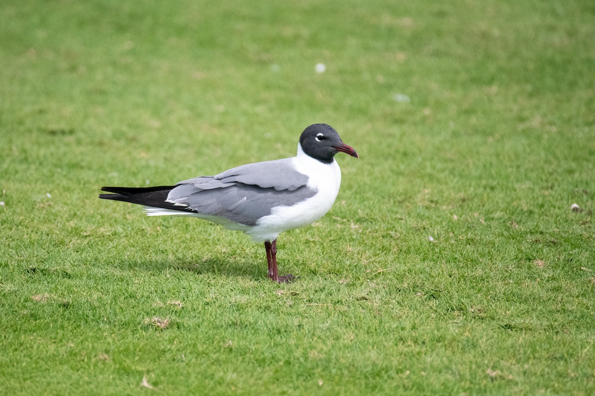 Laughing Gull - ML617913082