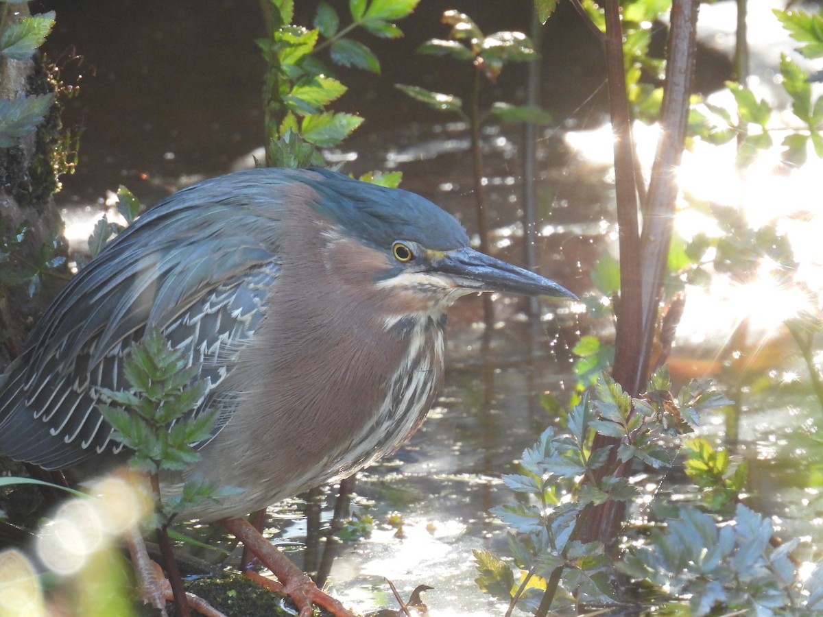 Green Heron - ML617913092