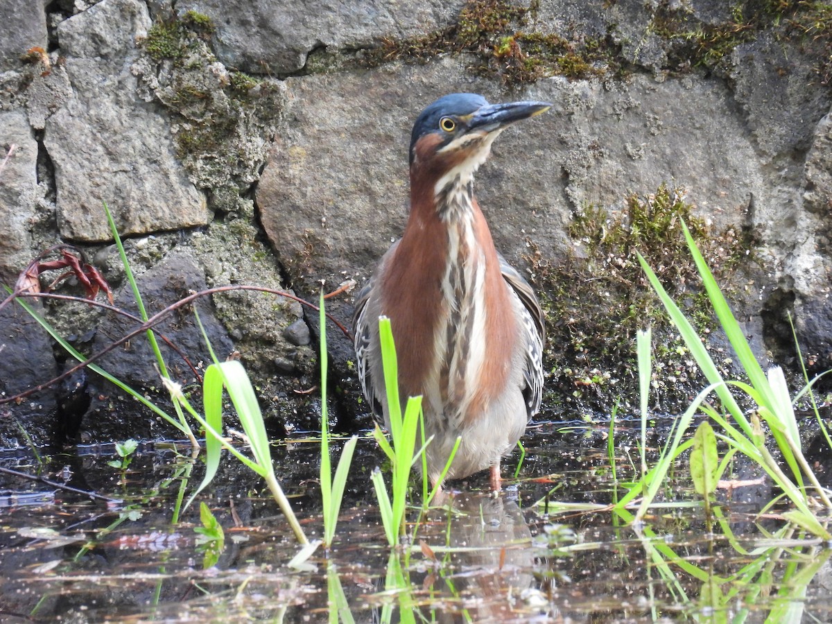 Green Heron - ML617913094