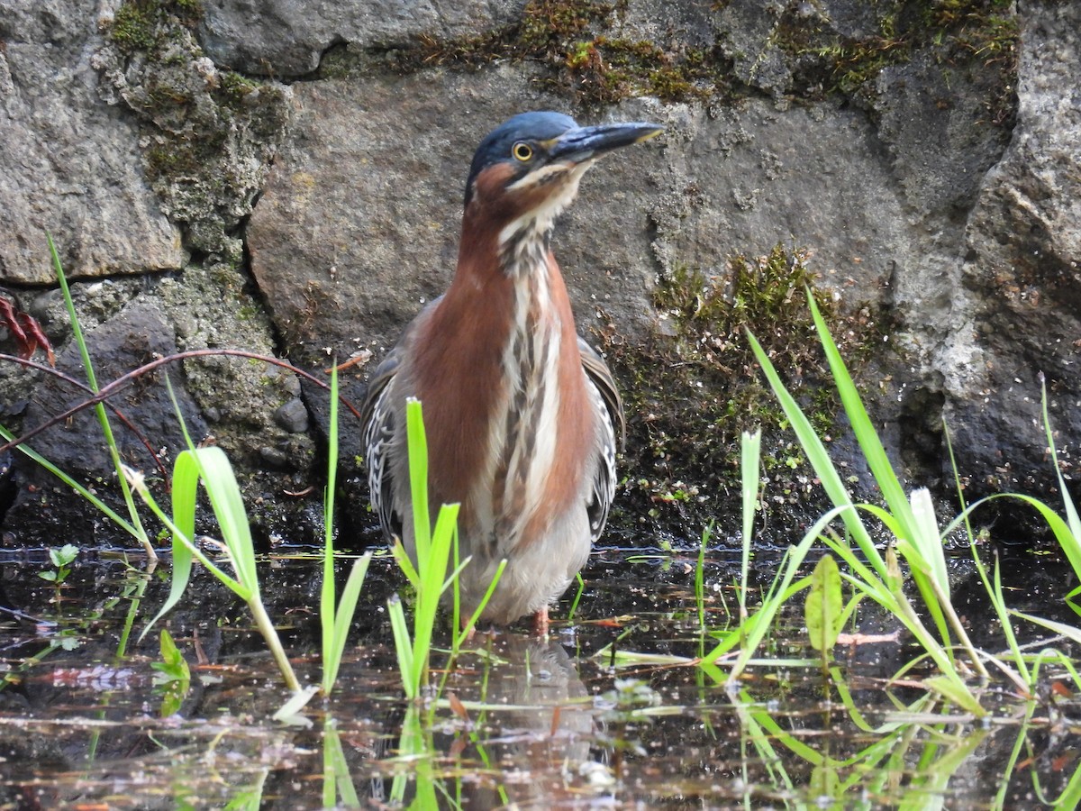 Green Heron - ML617913095