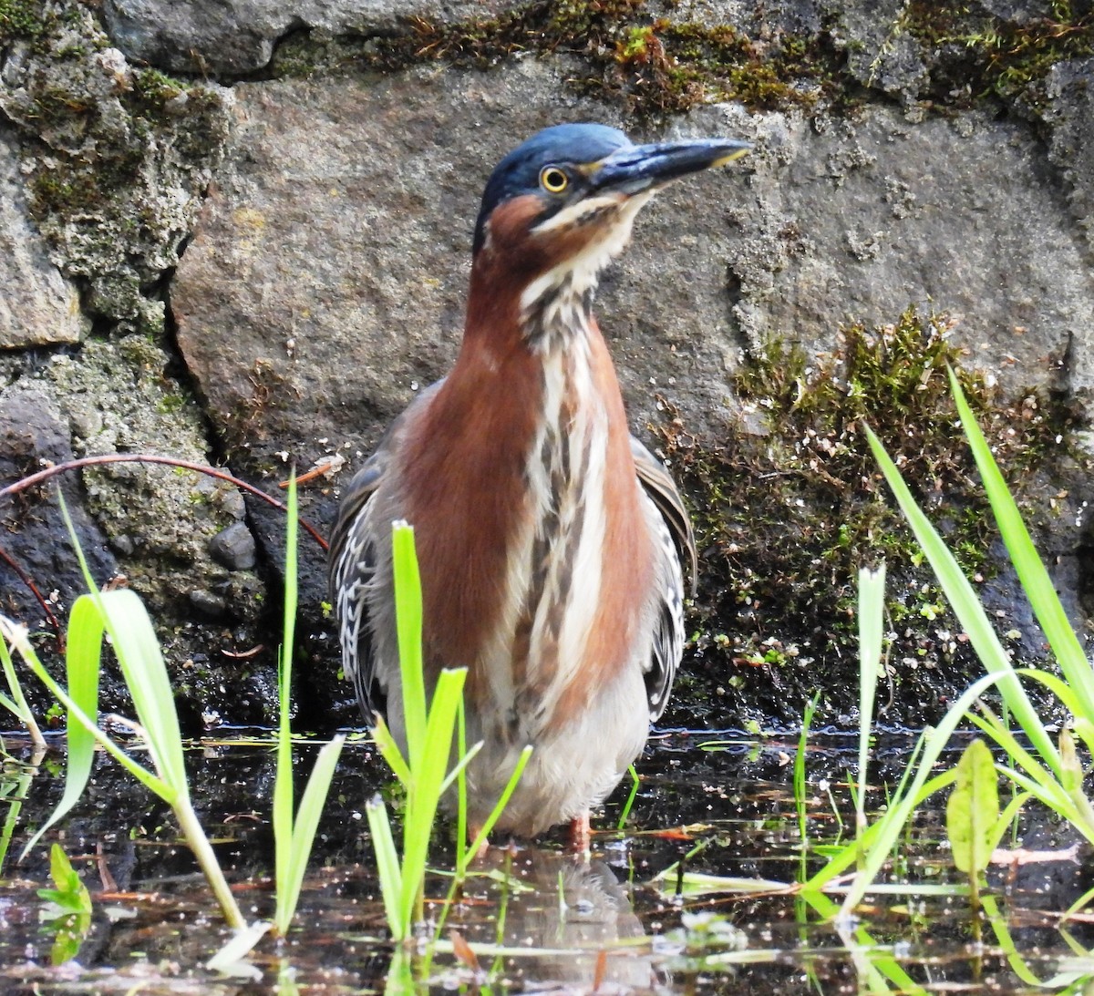 Green Heron - ML617913099