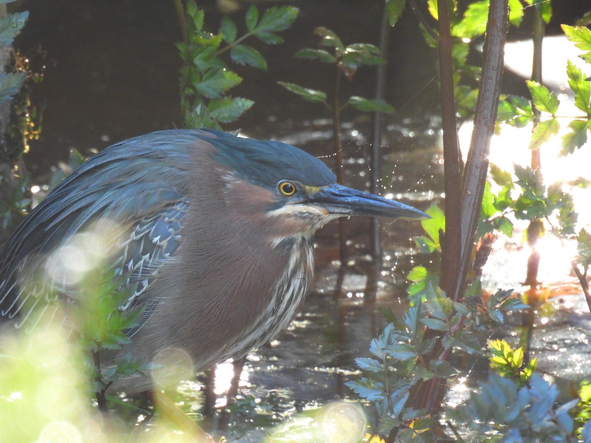 Green Heron - ML617913124