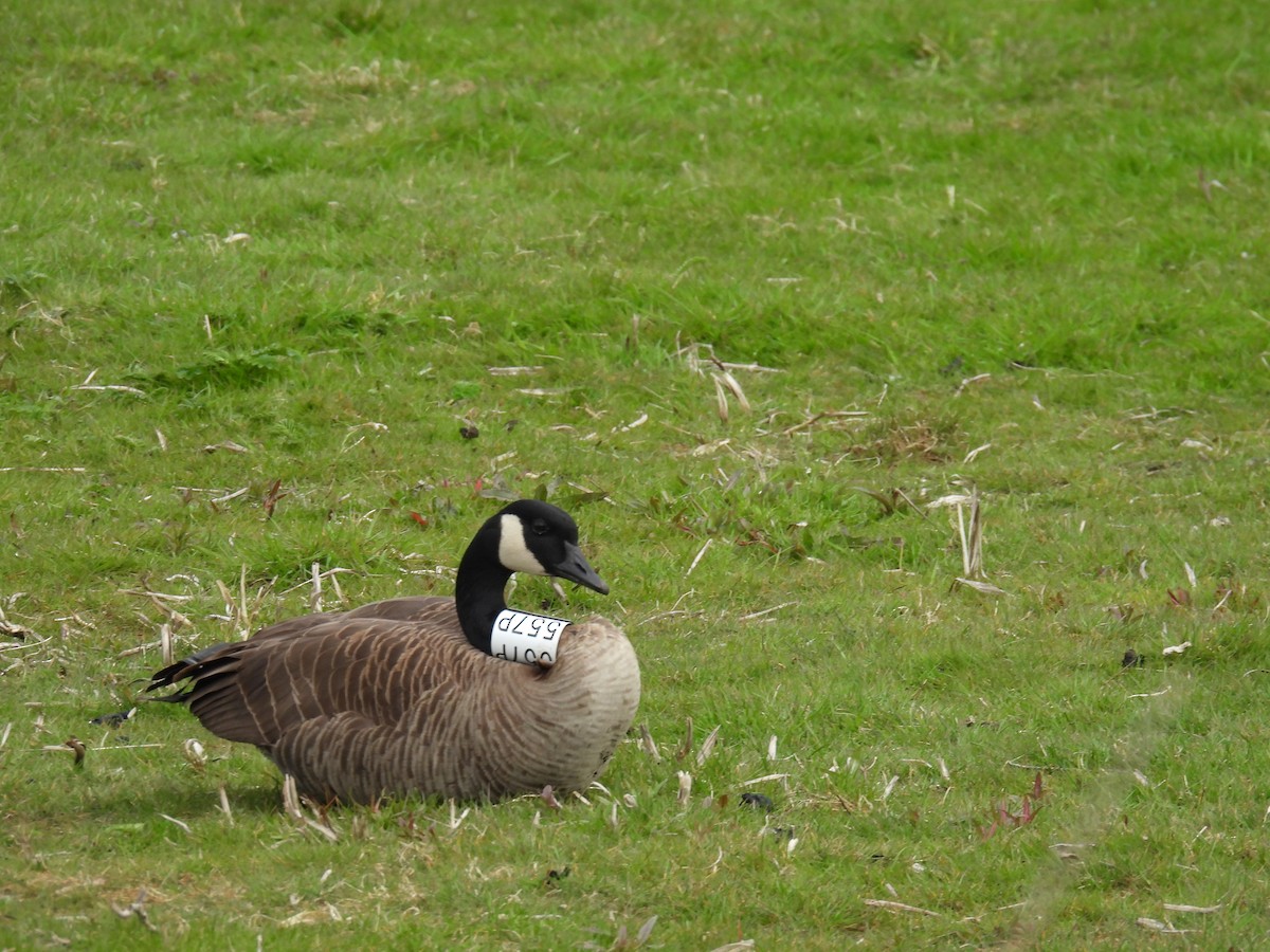 Canada Goose - ML617913152