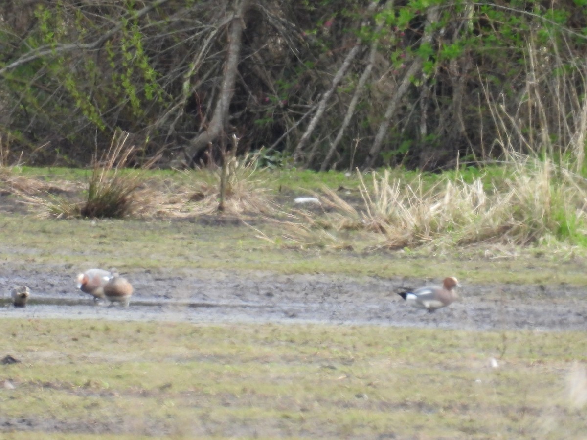 Eurasian Wigeon - ML617913155