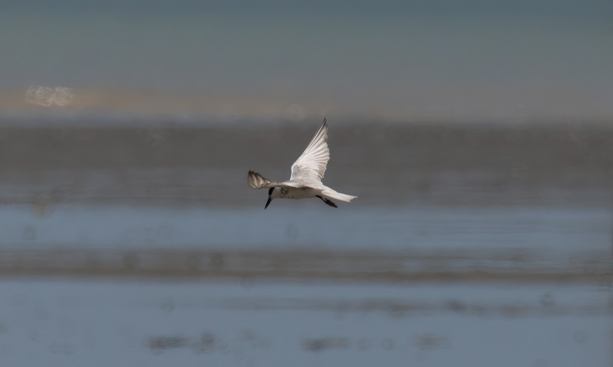 Whiskered Tern - ML617913195