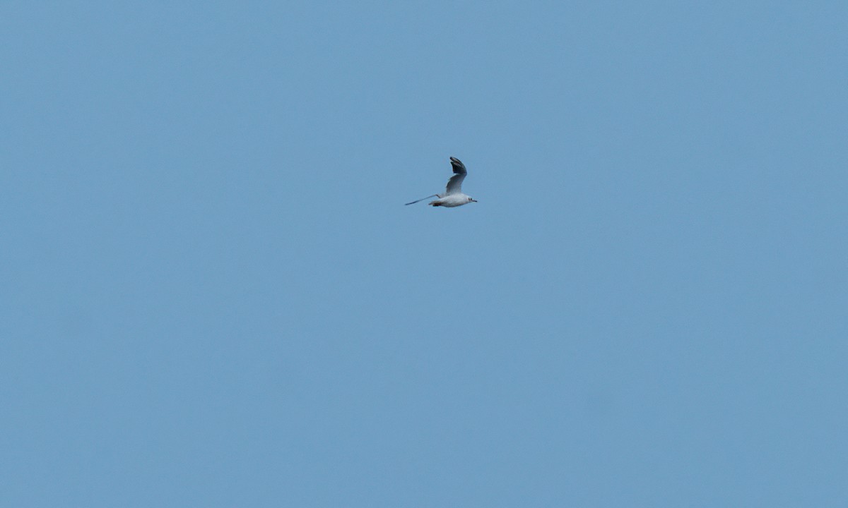 Black-headed Gull - ML617913223