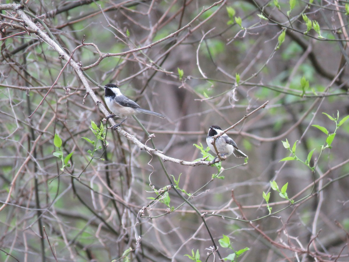 Mésange à tête noire - ML617913294