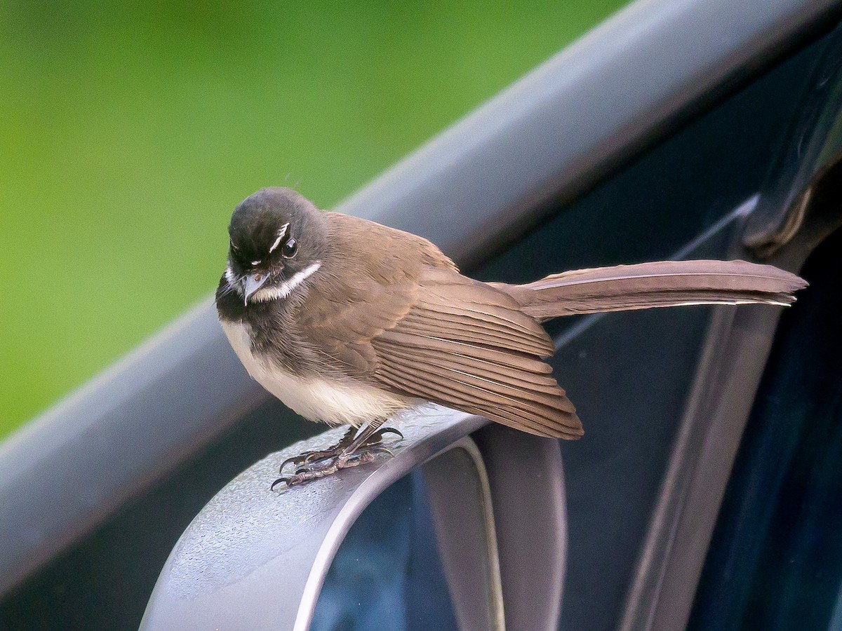 Malaysian Pied-Fantail - ML617913323