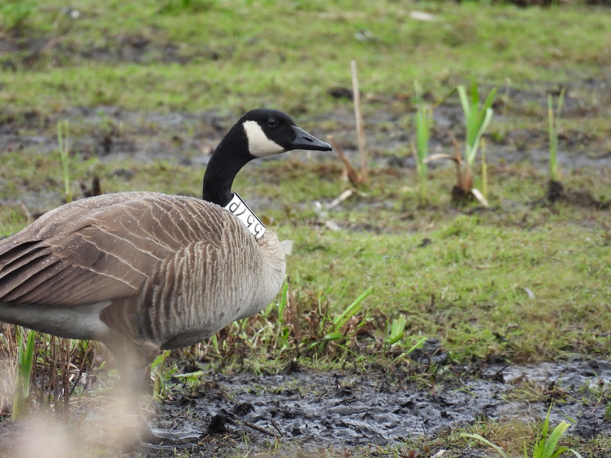 Canada Goose - ML617913333