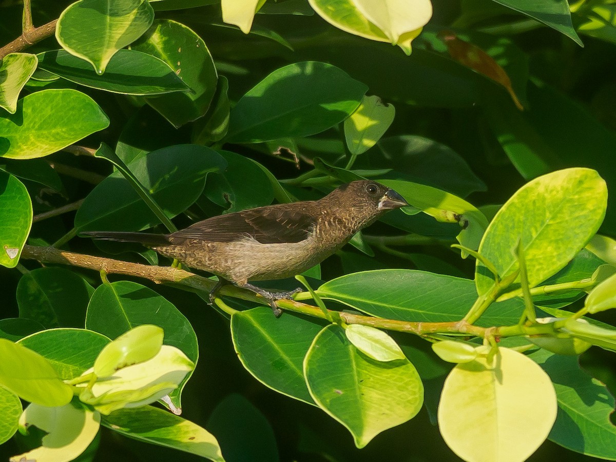 White-rumped Munia - ML617913438