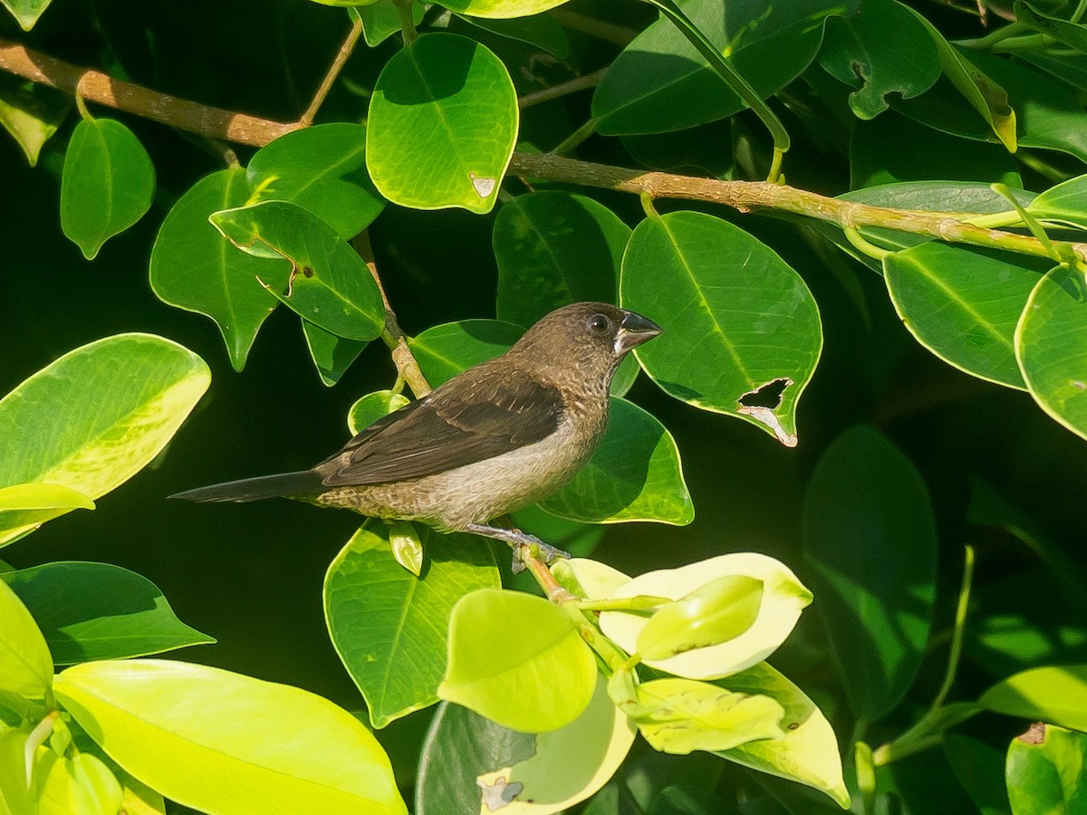 White-rumped Munia - ML617913439