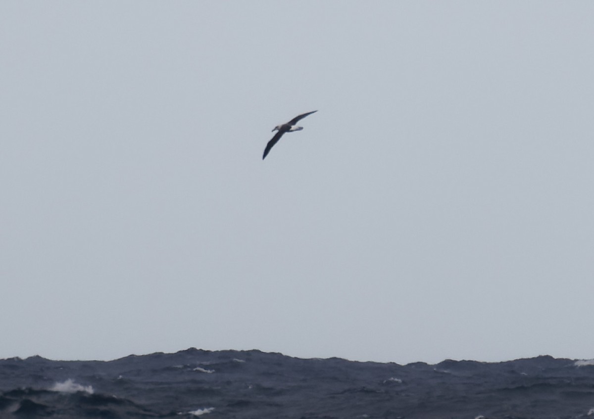 White-capped Albatross - ML617913456