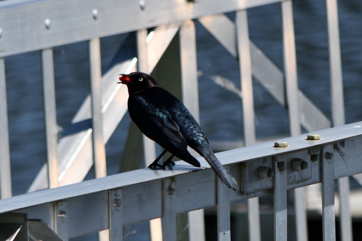 Brewer's Blackbird - ML617913457