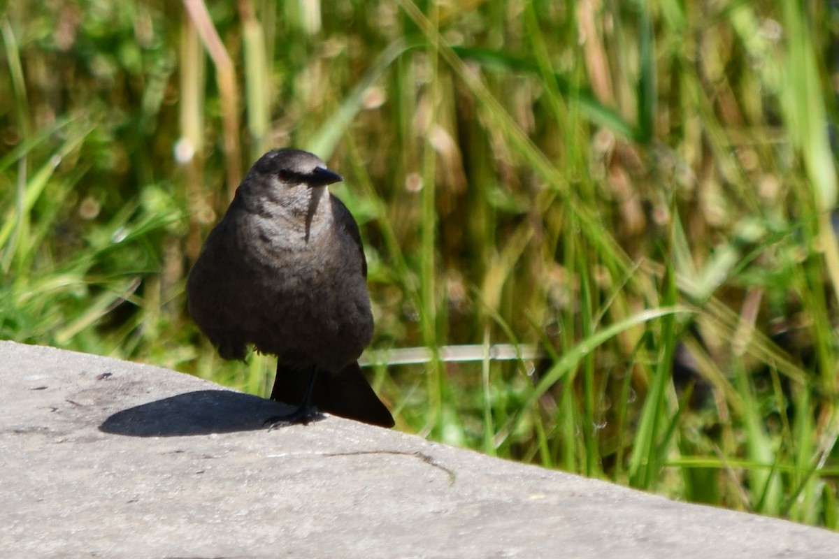 Brewer's Blackbird - ML617913458