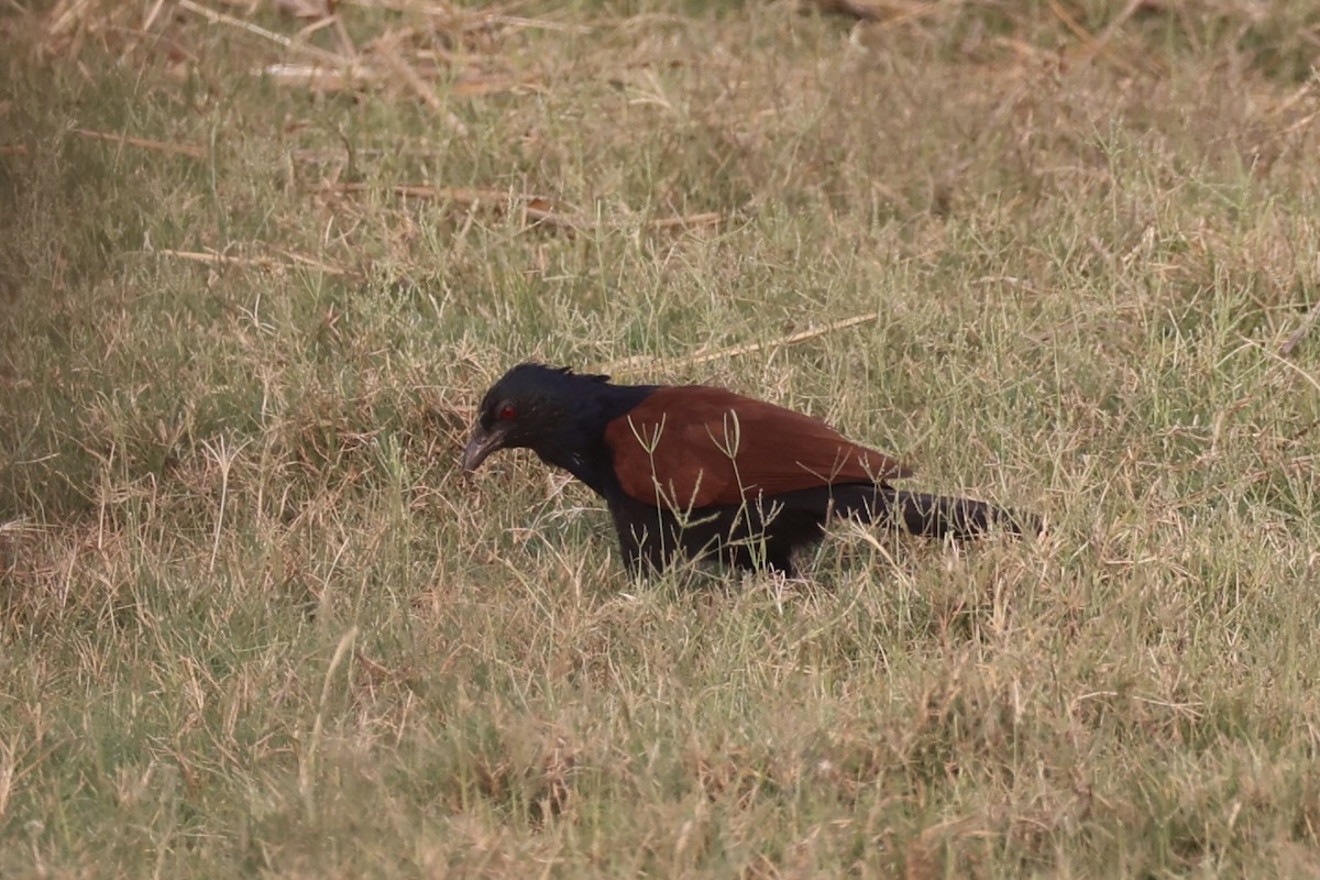 Grand Coucal - ML617913469