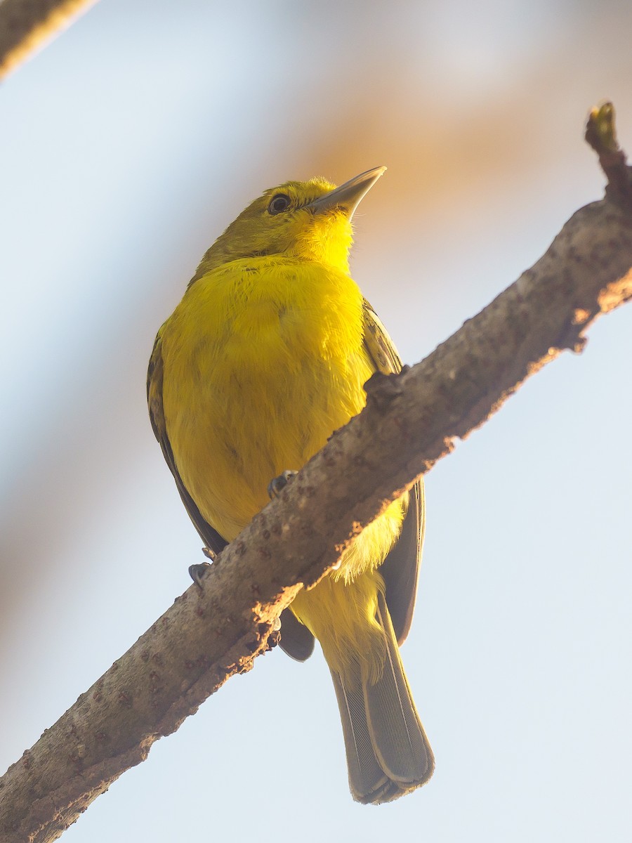 Garteniora - ML617913470