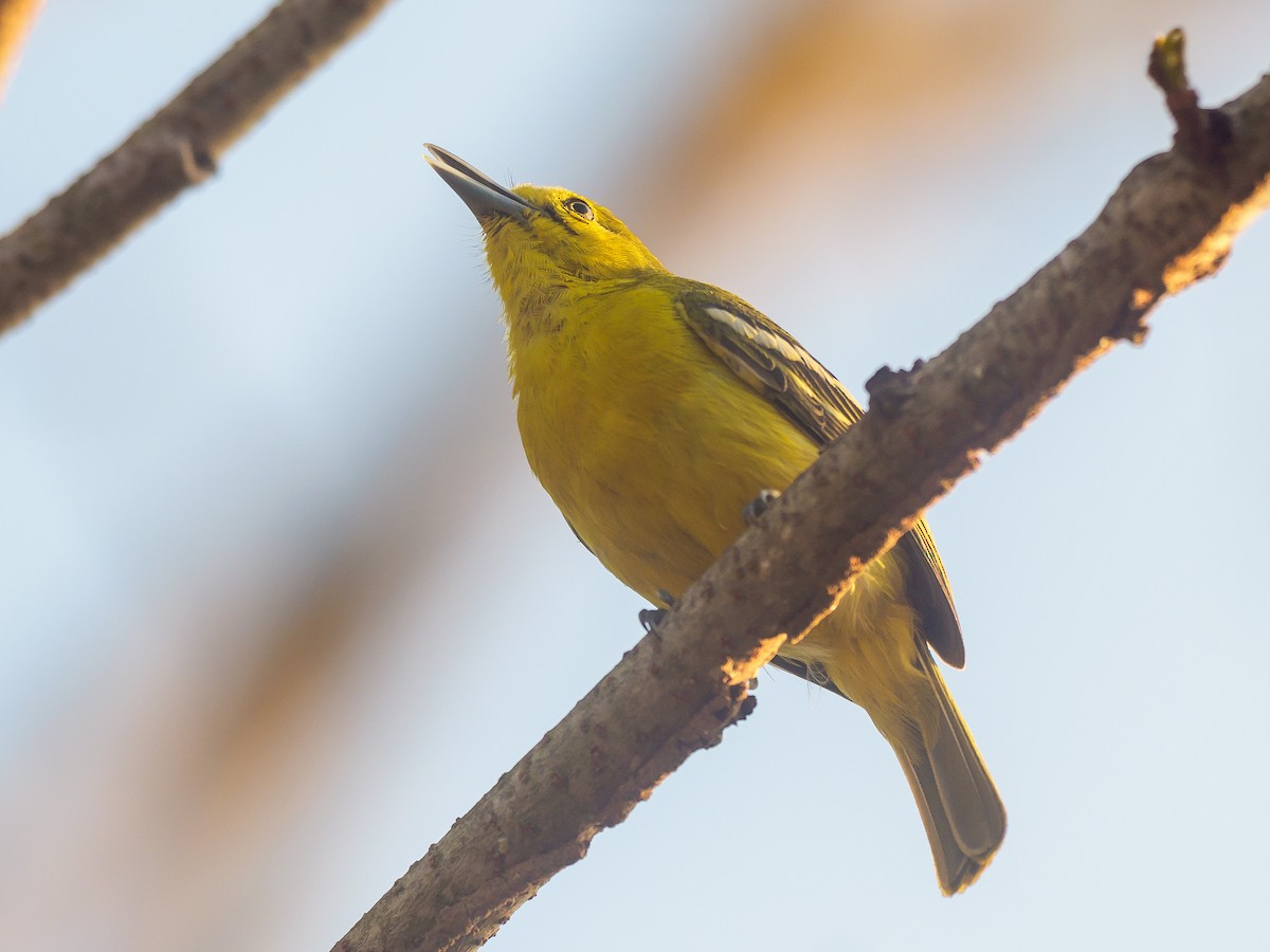 Common Iora - ML617913471