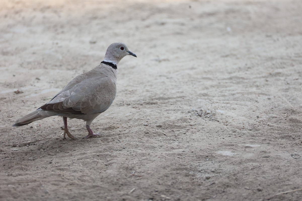 Eurasian Collared-Dove - ML617913526