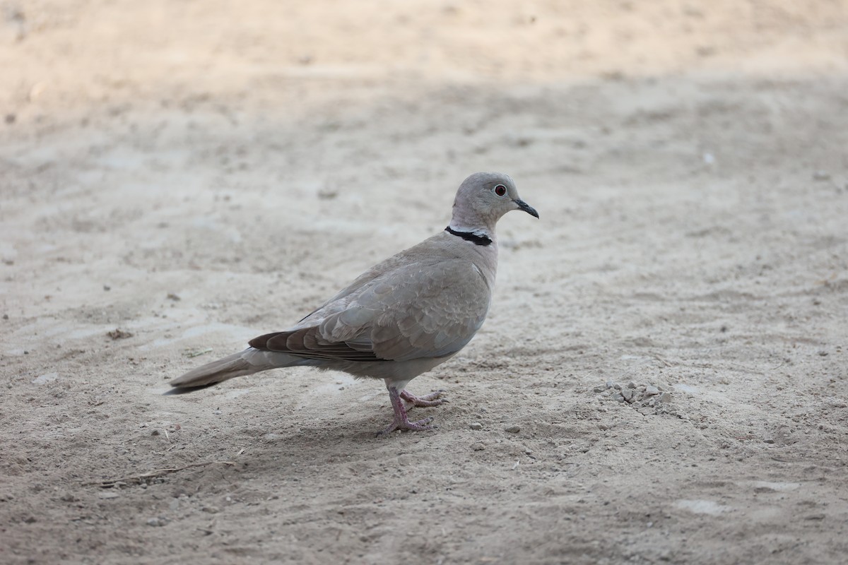 Eurasian Collared-Dove - ML617913527