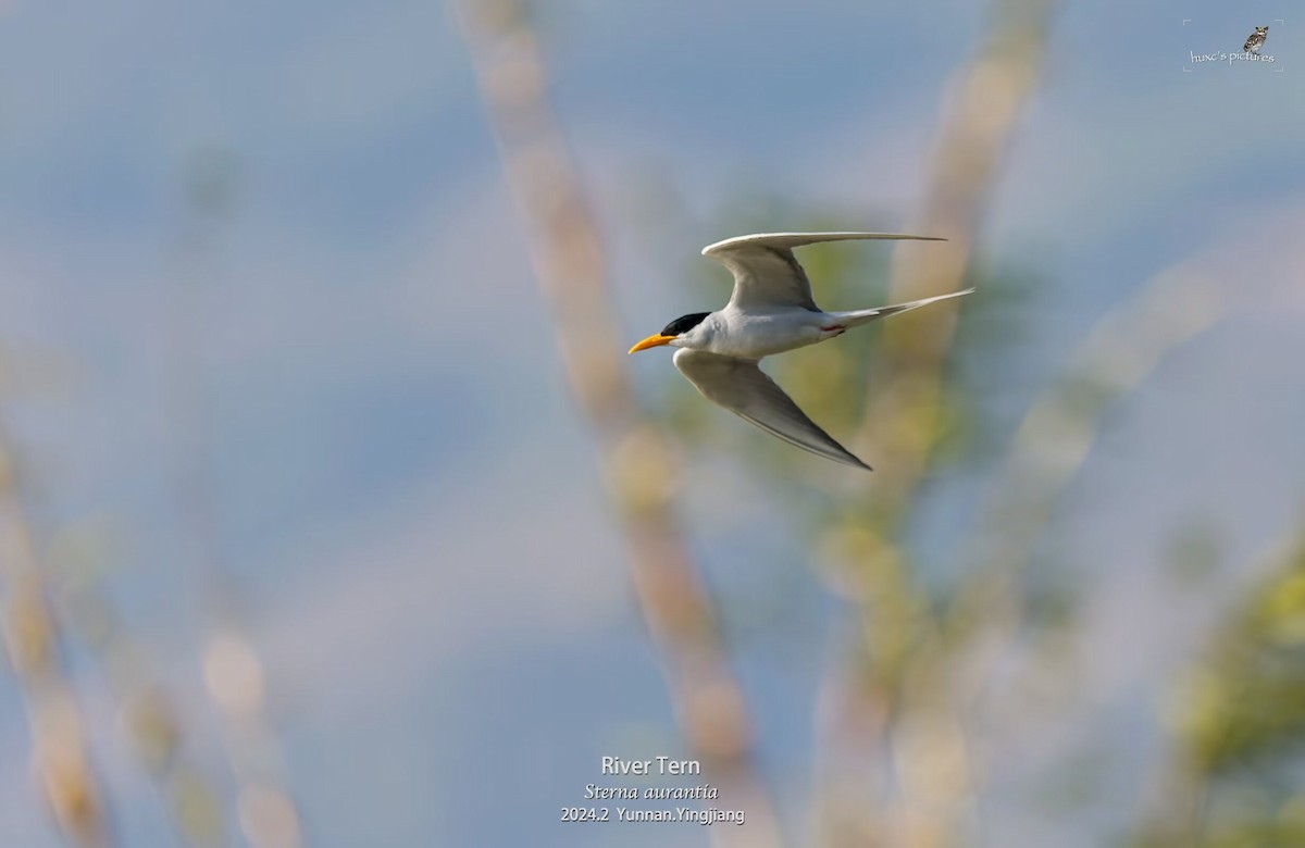 River Tern - ML617913534