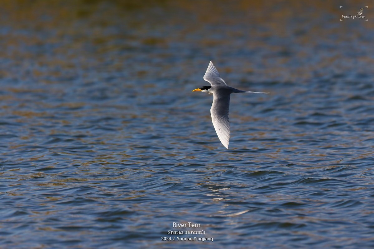 River Tern - ML617913535