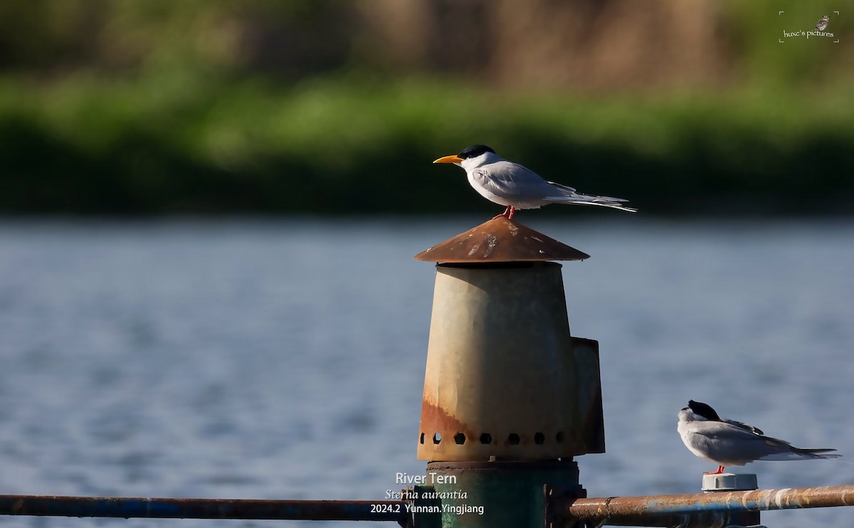 River Tern - ML617913536