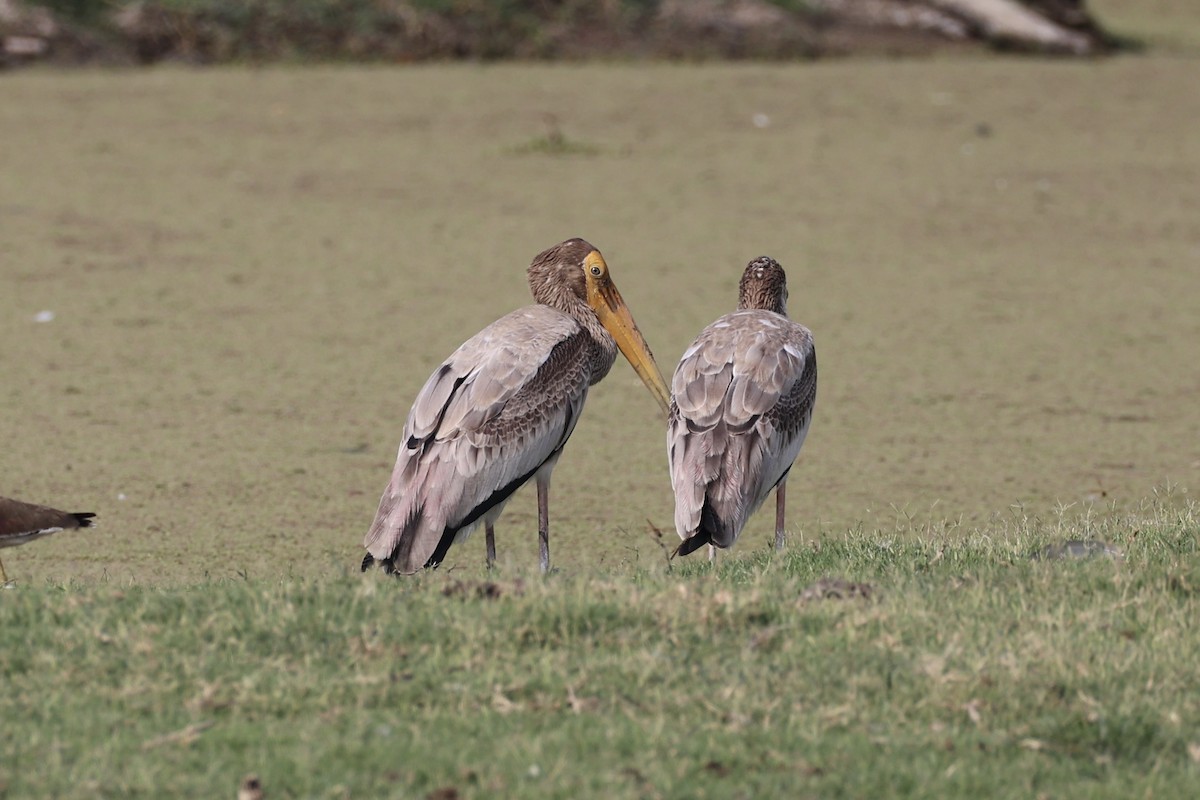 Painted Stork - ML617913544