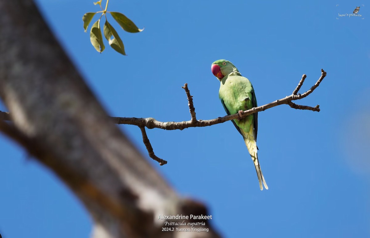 Alexandrine Parakeet - xiaochen HU