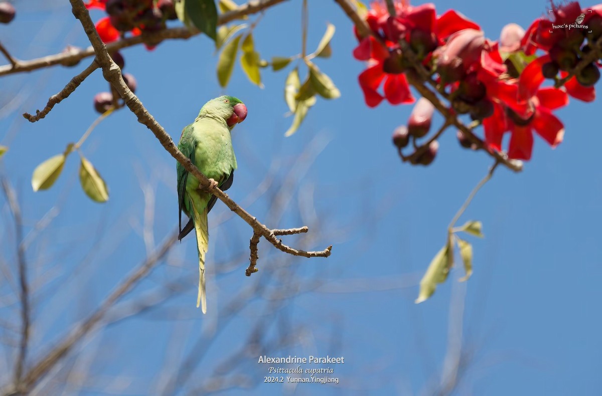 Alexandrine Parakeet - xiaochen HU