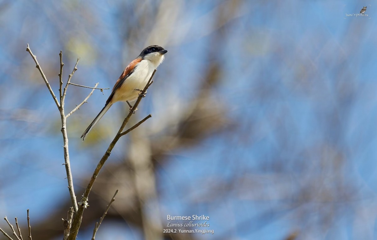 Alcaudón Birmano - ML617913574