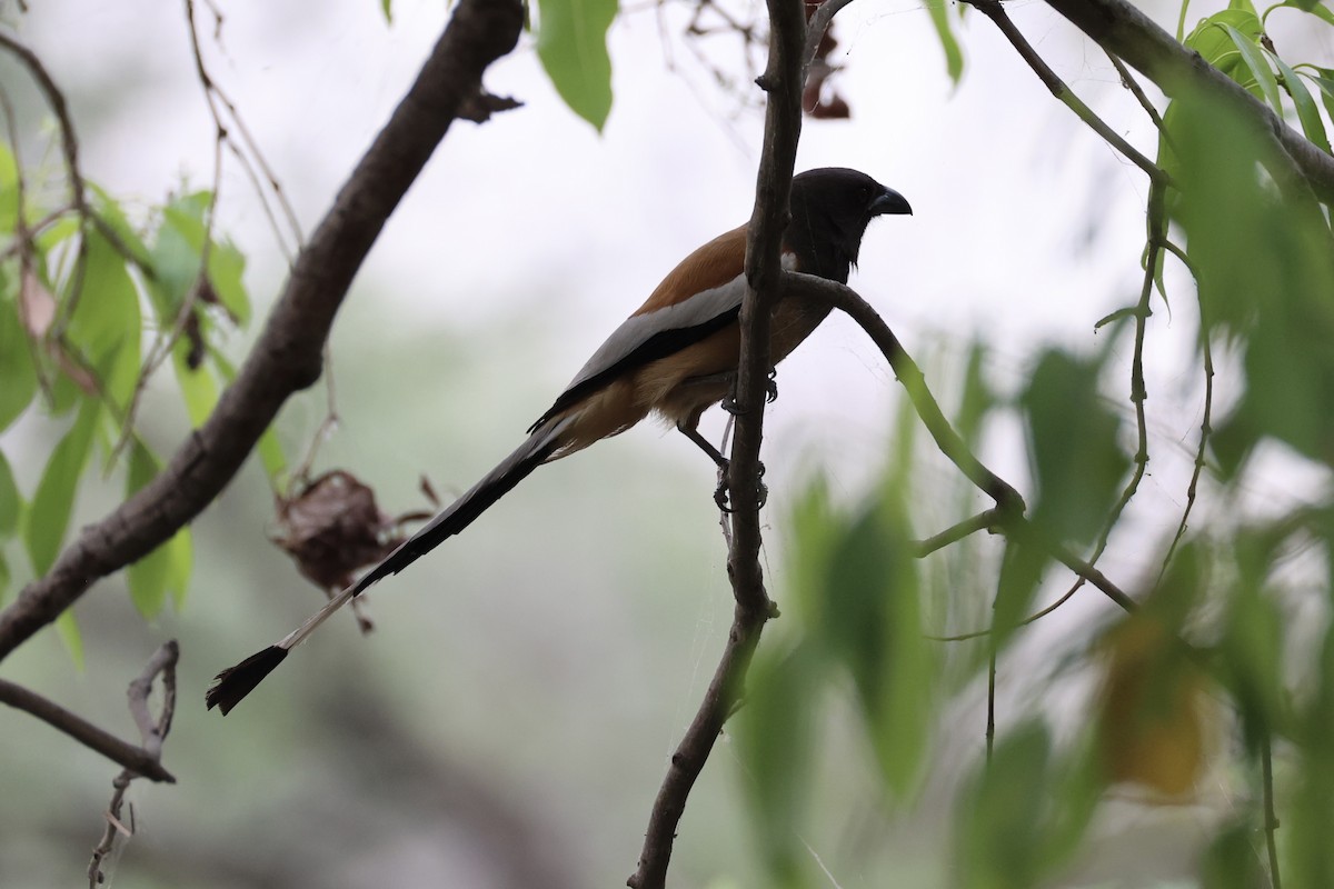 Rufous Treepie - Andrew William