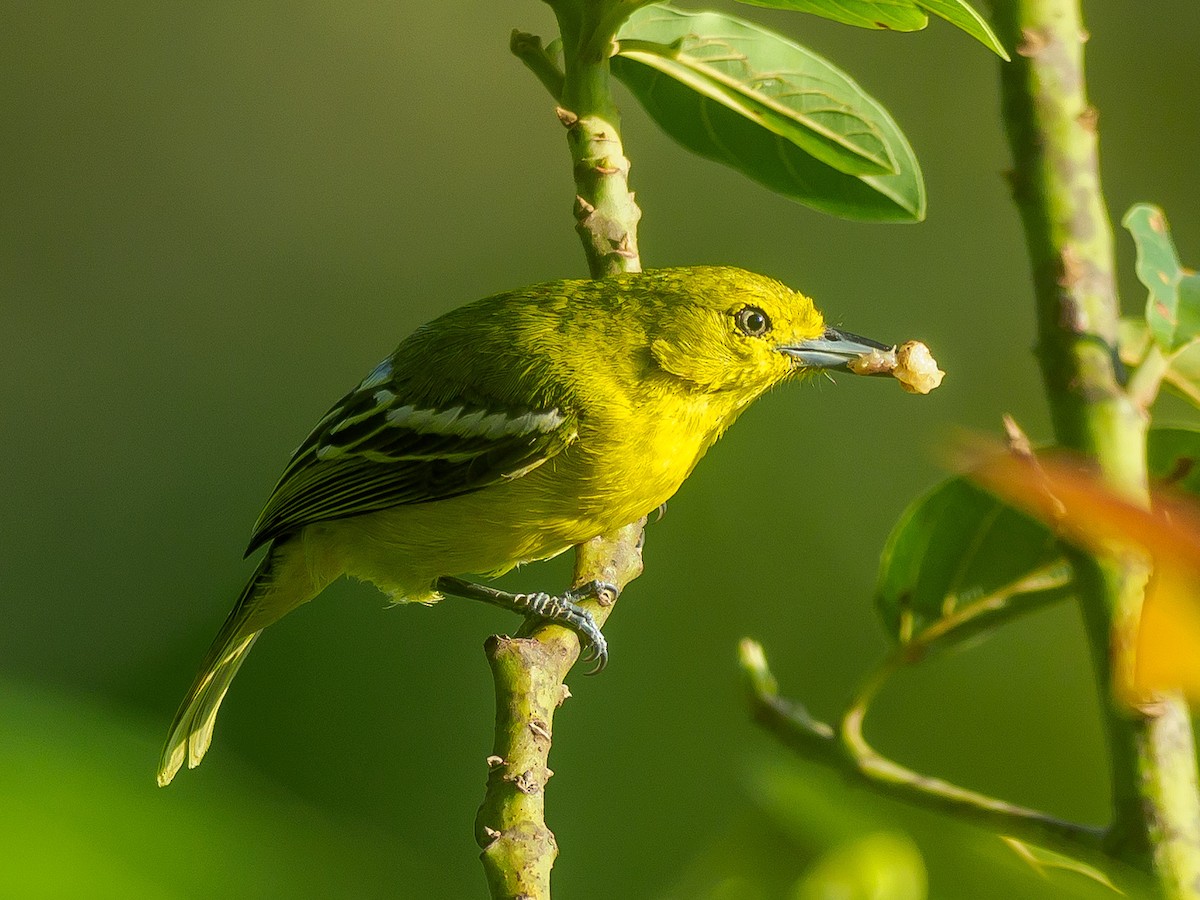 Common Iora - ML617913589