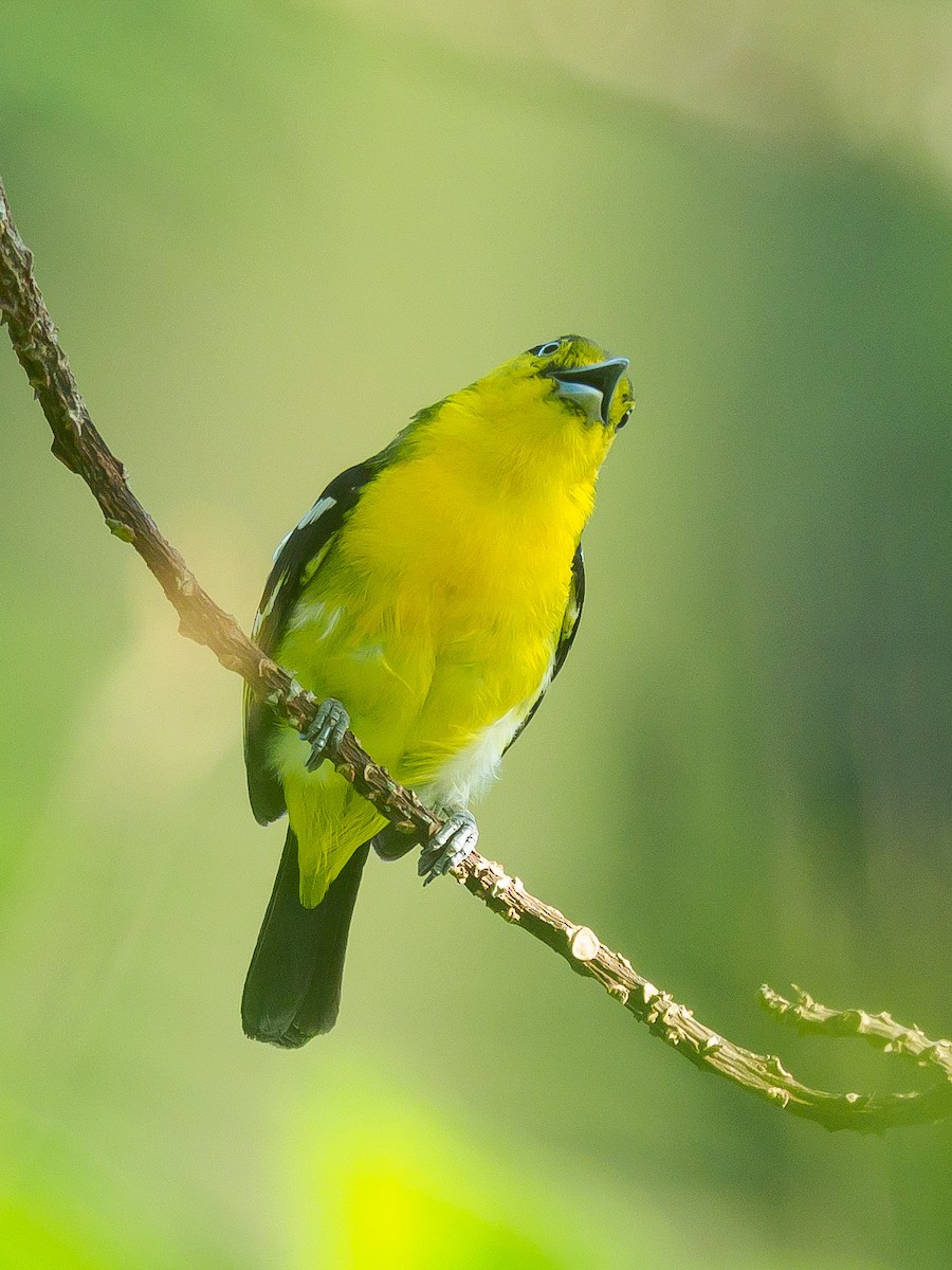 Common Iora - Karyne Wee