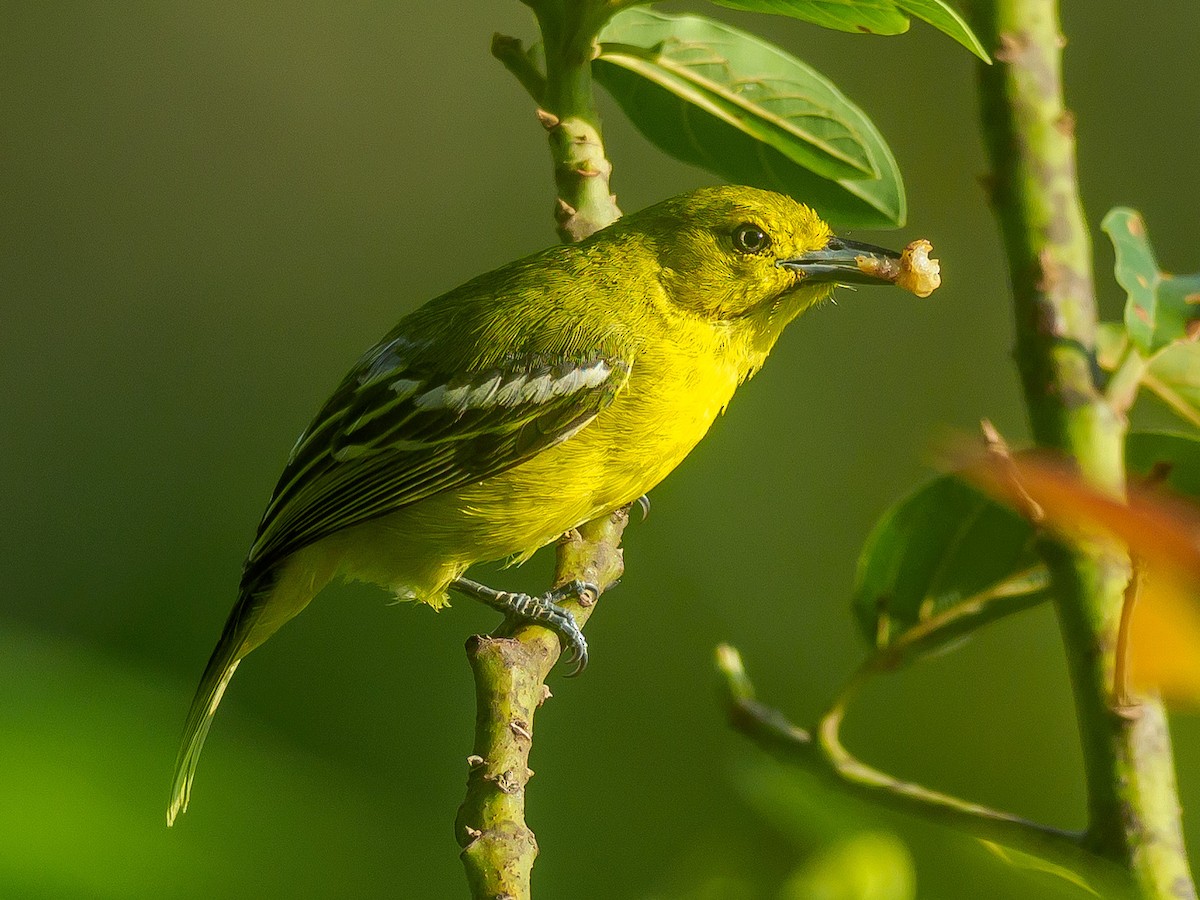 Garteniora - ML617913591