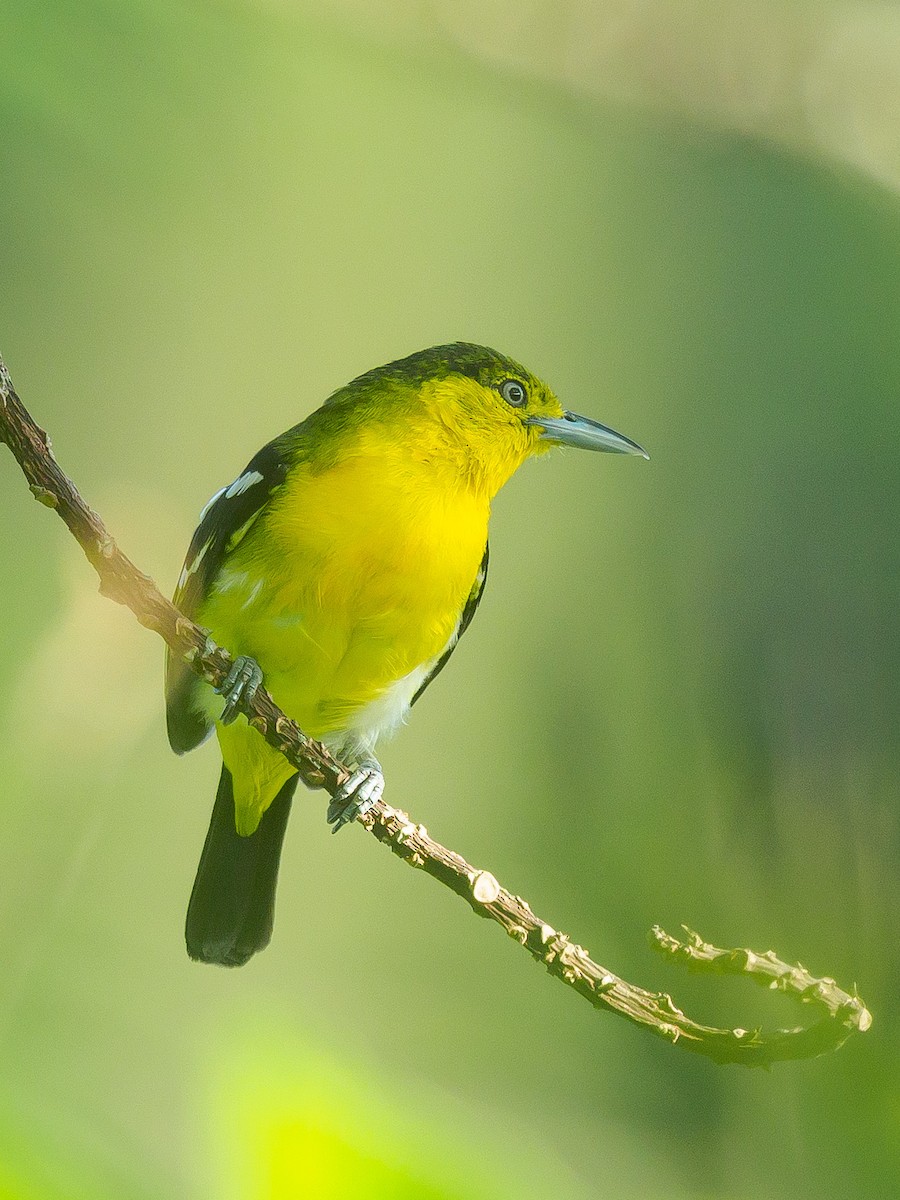 Common Iora - ML617913592