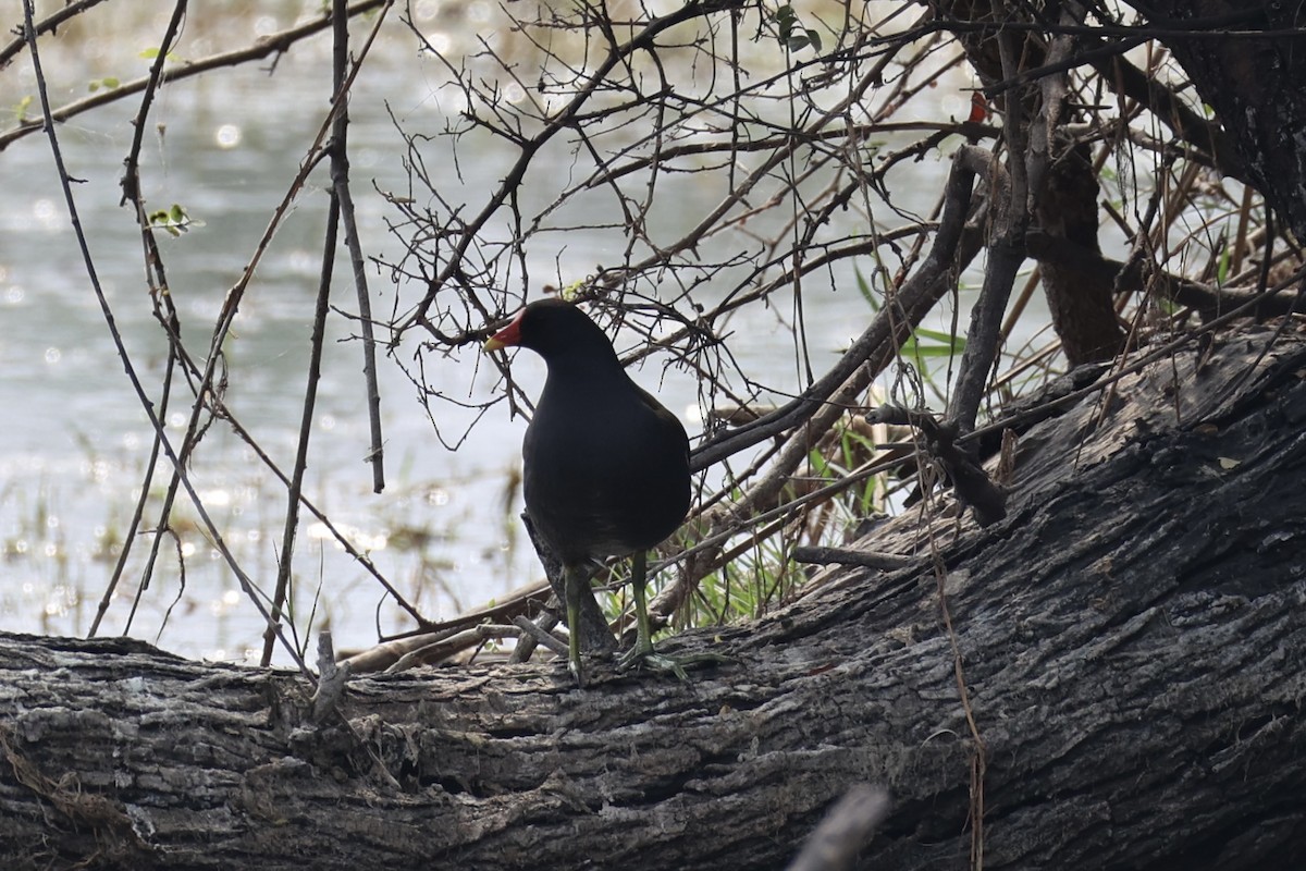 Eurasian Moorhen - ML617913594