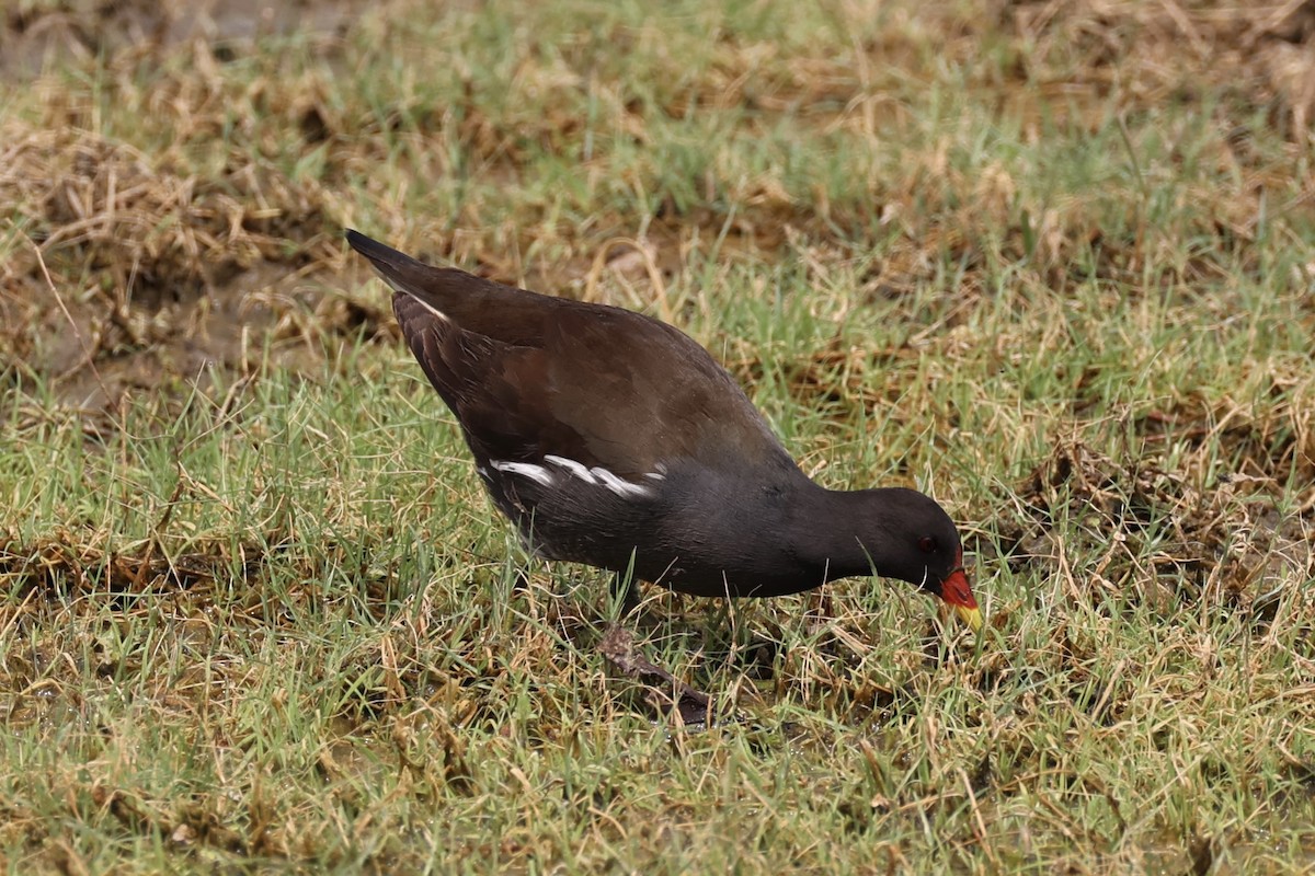 Eurasian Moorhen - ML617913595