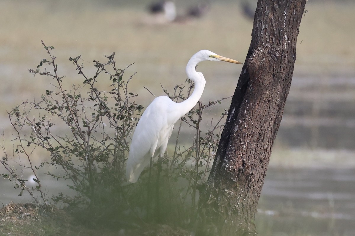 Great Egret - ML617913628